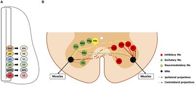 Potential contribution of spinal interneurons to the etiopathogenesis of amyotrophic lateral sclerosis